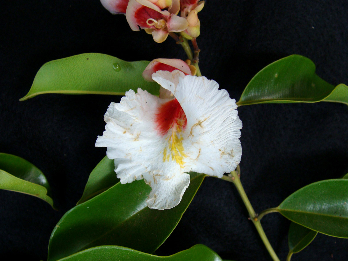 Vochysiaceae Qualea paraensis