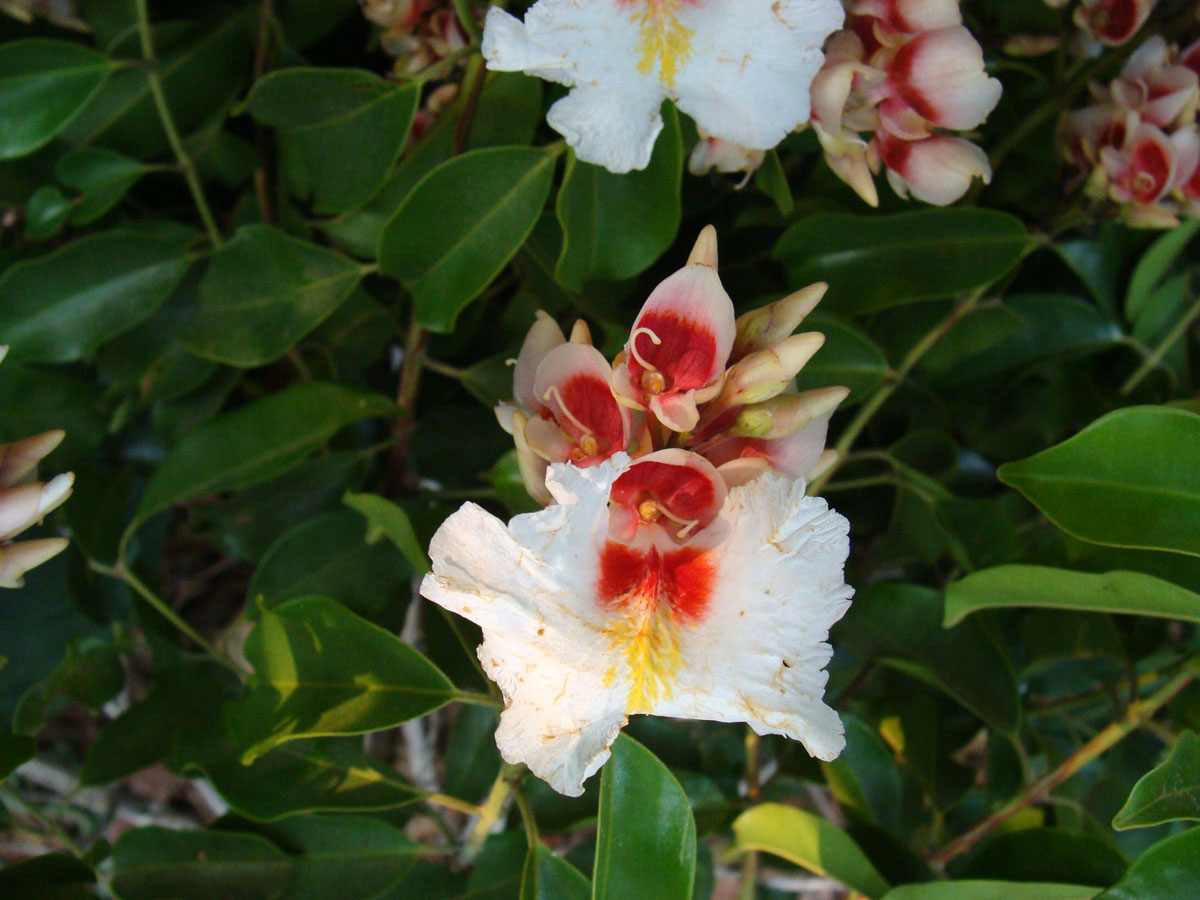 Vochysiaceae Qualea paraensis