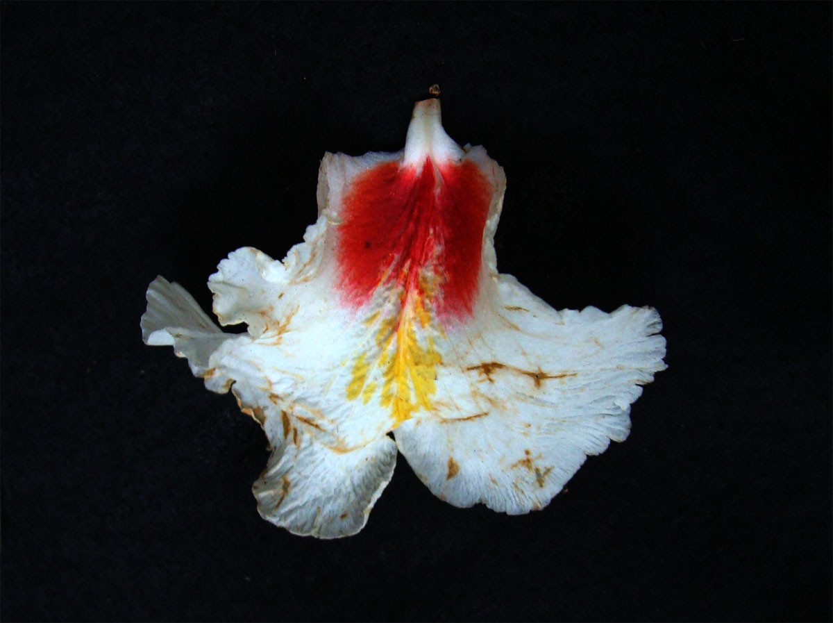 Vochysiaceae Qualea paraensis