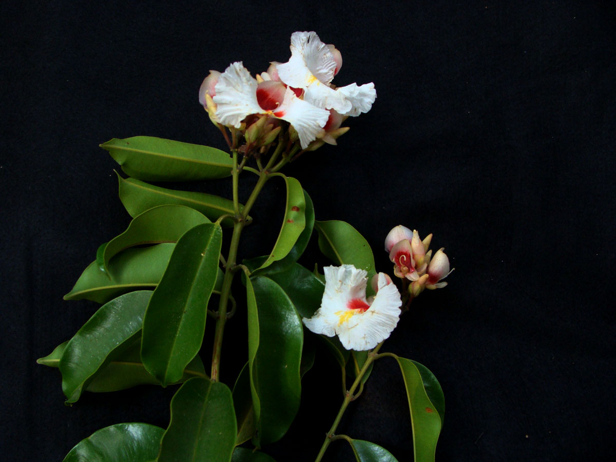 Vochysiaceae Qualea paraensis