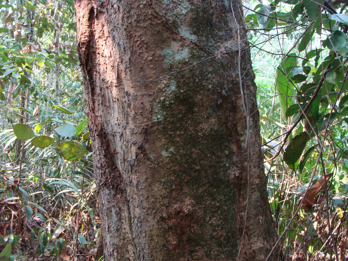 Vochysiaceae Qualea paraensis