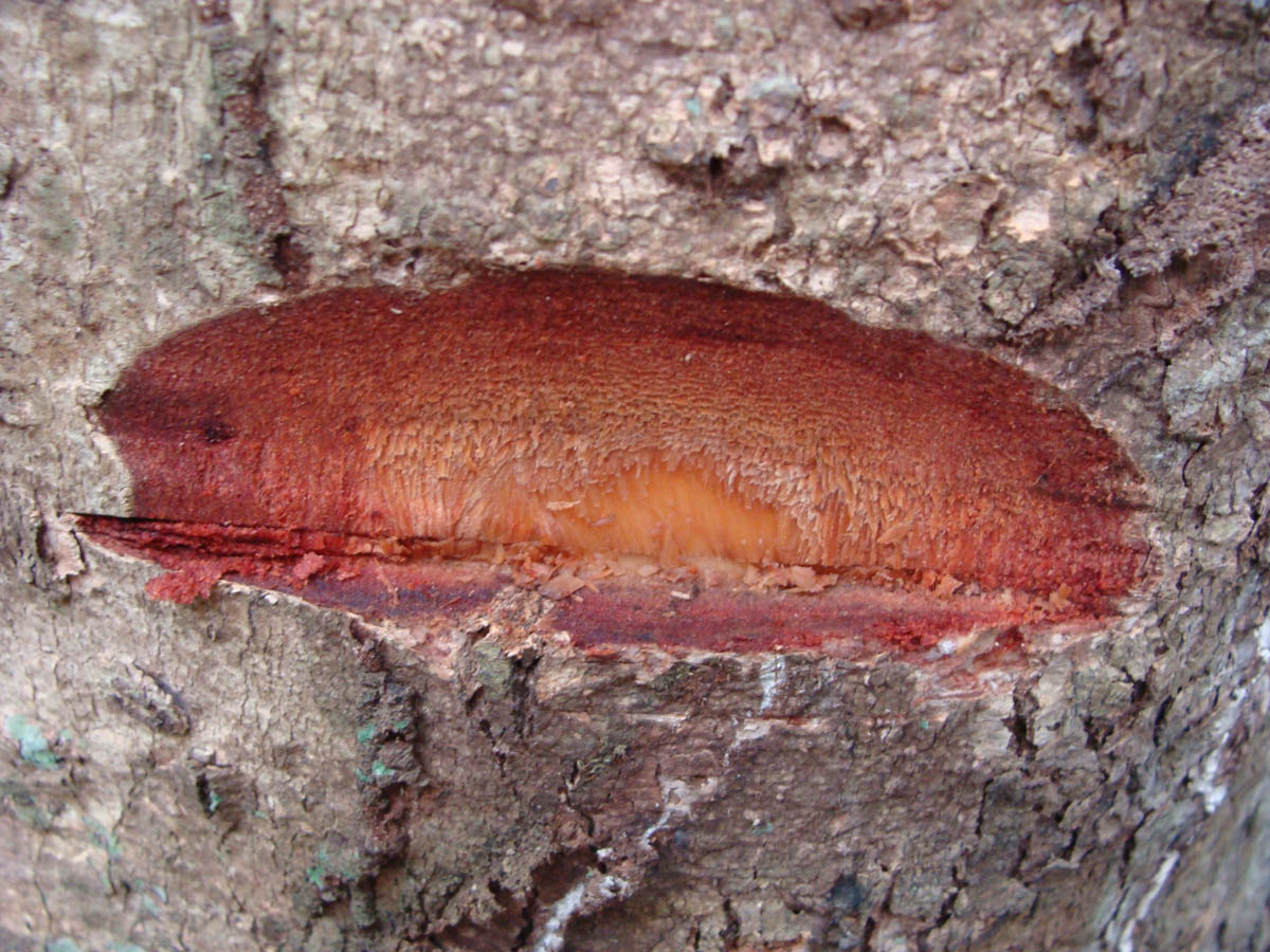 Vochysiaceae Qualea paraensis