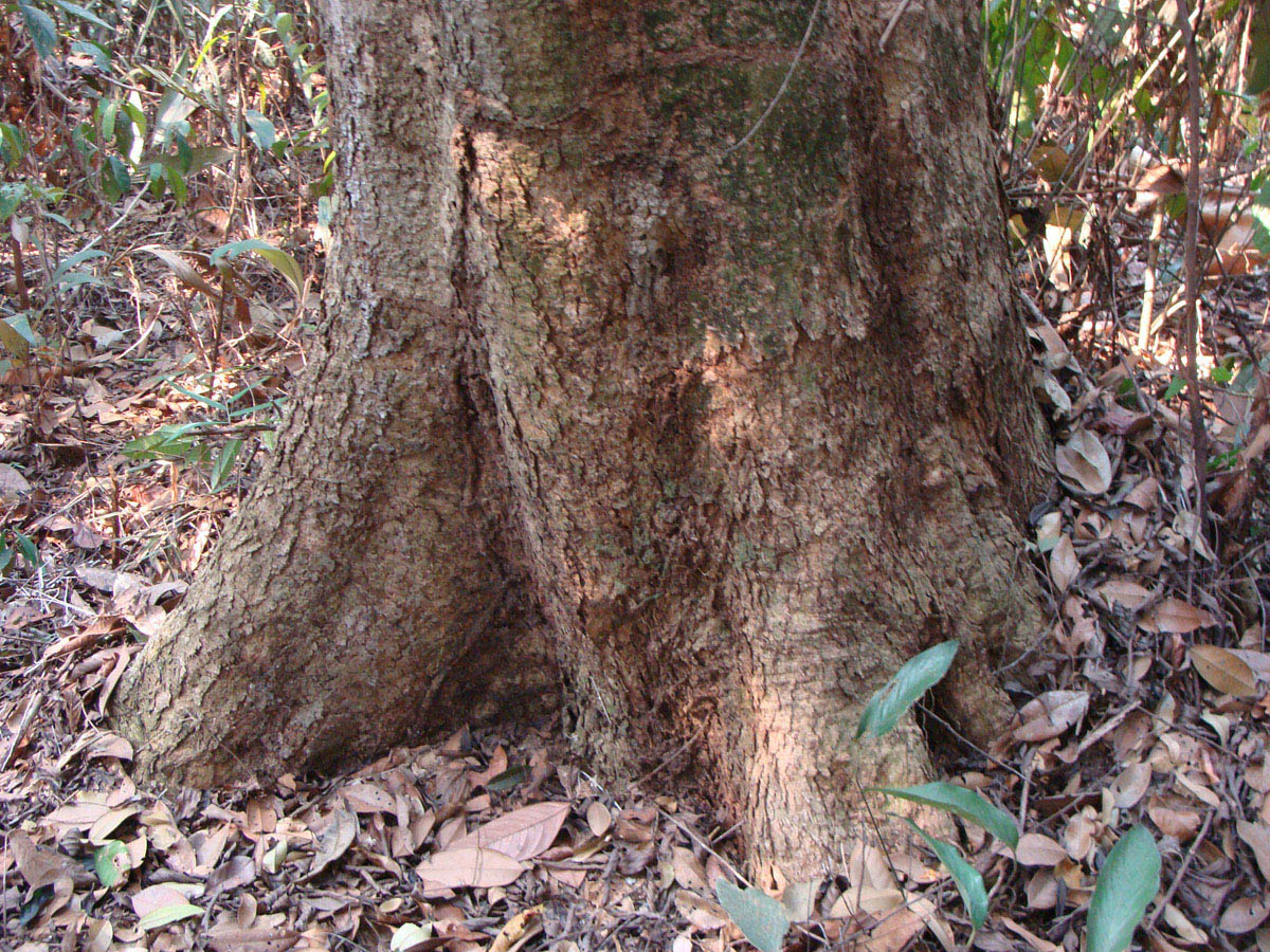 Vochysiaceae Qualea paraensis