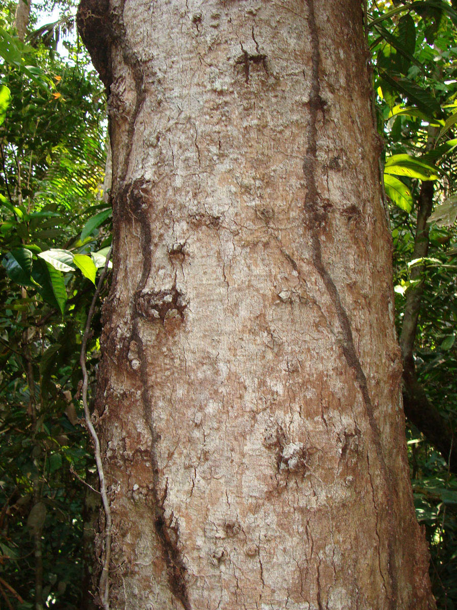 Vochysiaceae Vochysia biloba