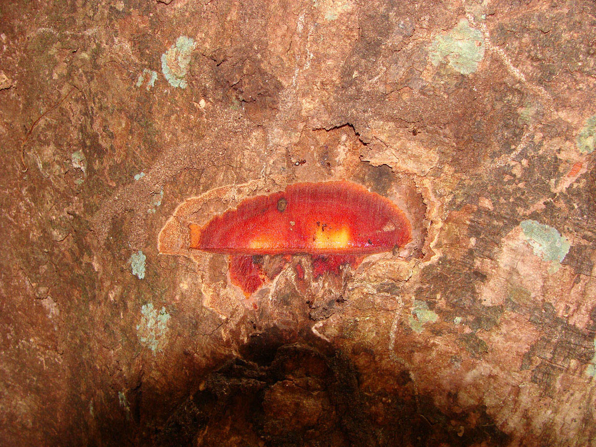 Vochysiaceae Vochysia biloba
