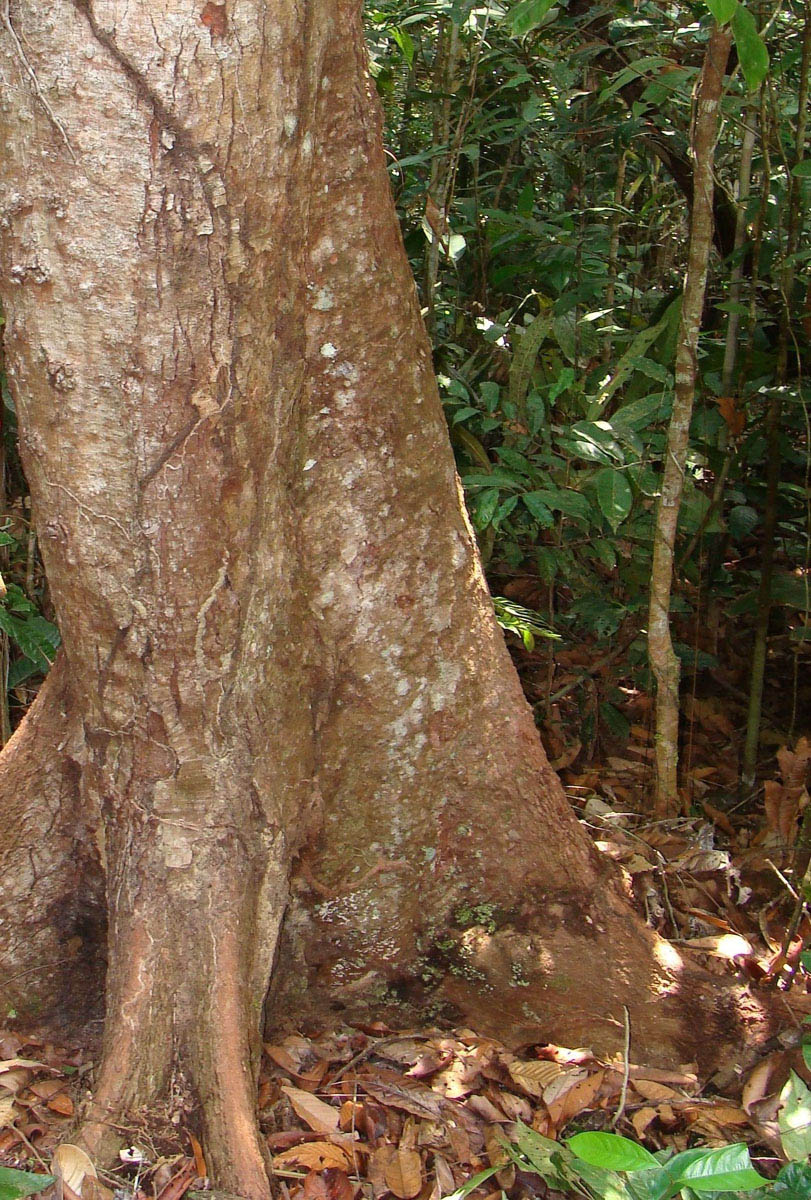 Vochysiaceae Vochysia biloba