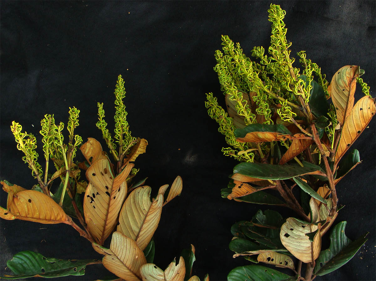 Vochysiaceae Vochysia biloba