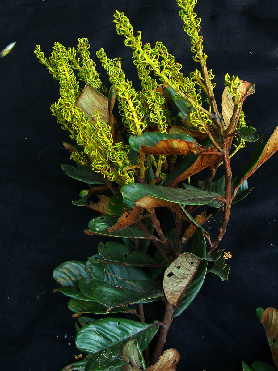 Vochysiaceae Vochysia biloba