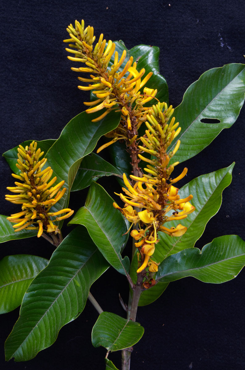 Vochysiaceae Vochysia dasyantha