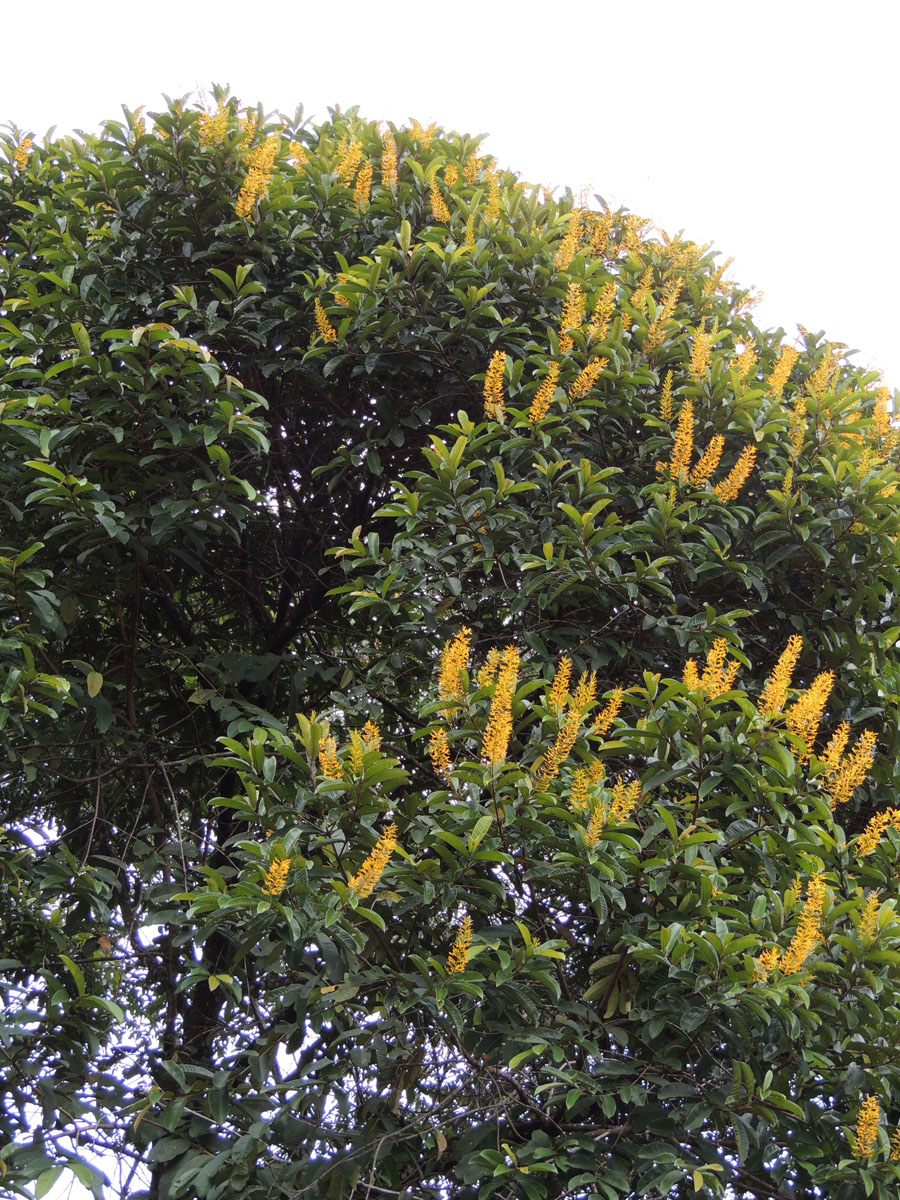 Vochysiaceae Vochysia inundata