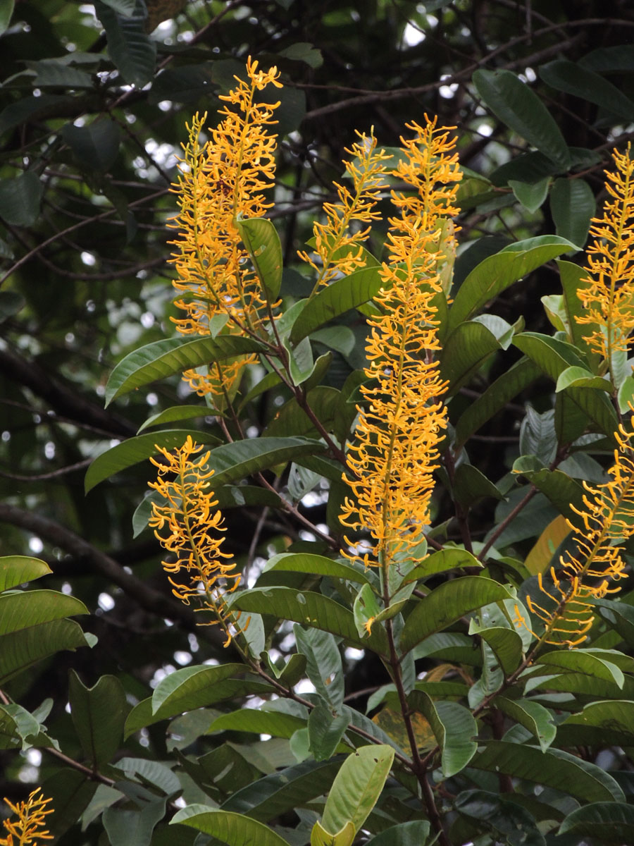Vochysiaceae Vochysia inundata