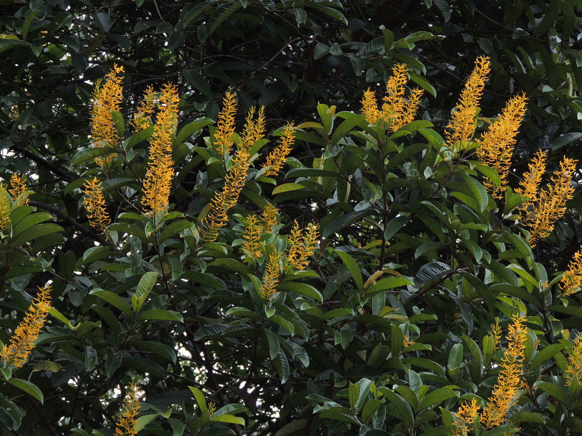 Vochysiaceae Vochysia inundata