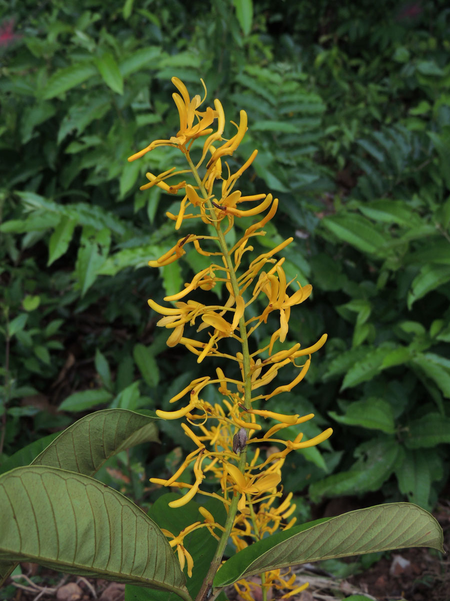 Vochysiaceae Vochysia inundata