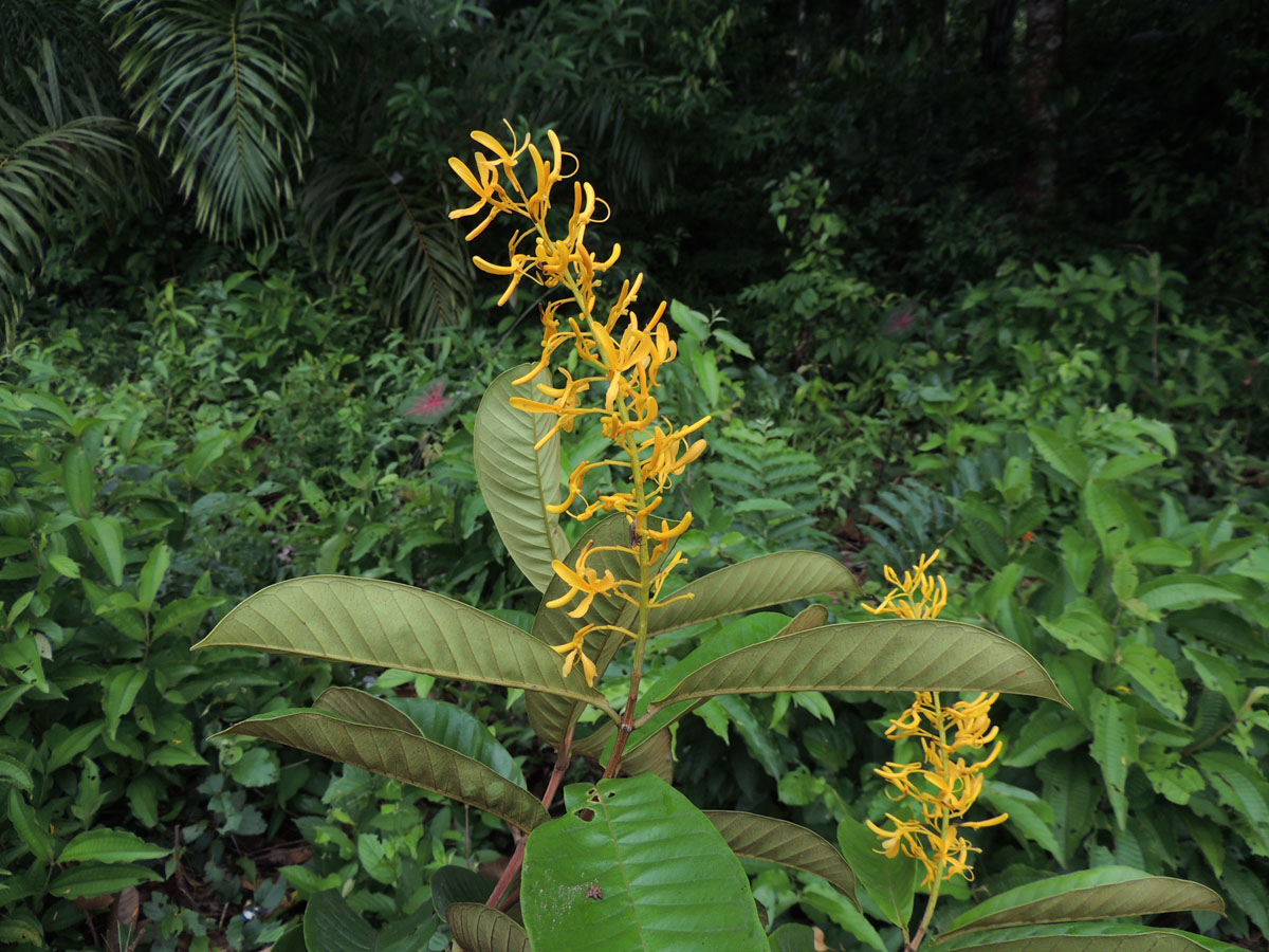 Vochysiaceae Vochysia inundata