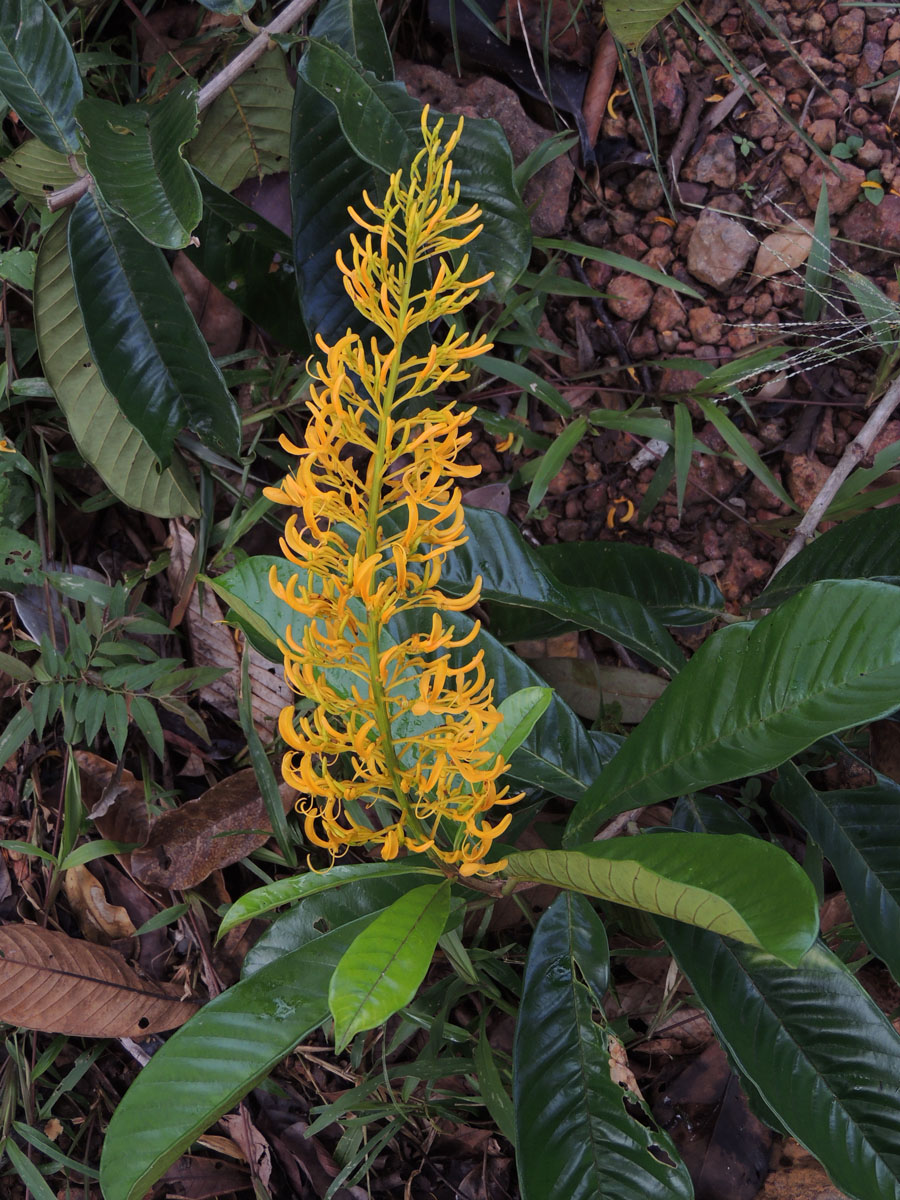 Vochysiaceae Vochysia inundata