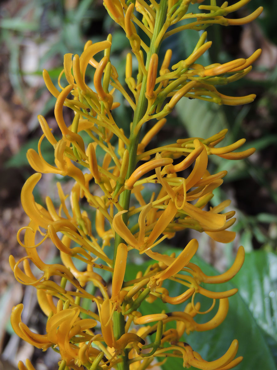 Vochysiaceae Vochysia inundata