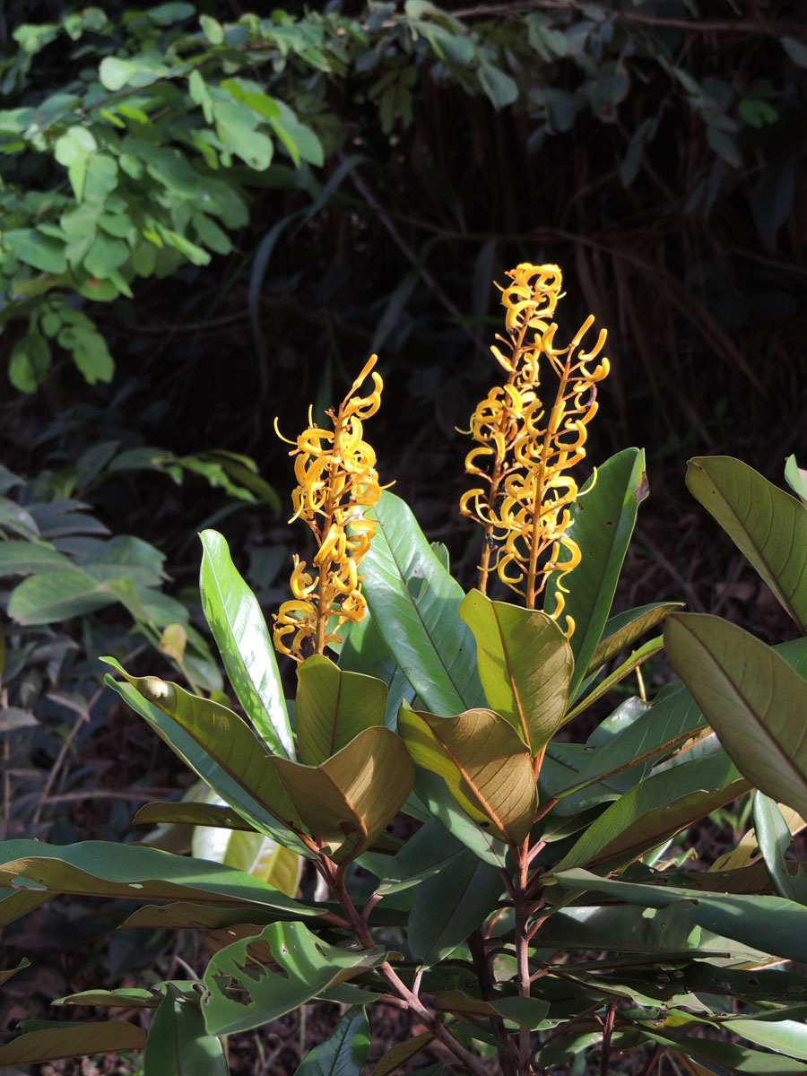 Vochysiaceae Vochysia vismiifolia