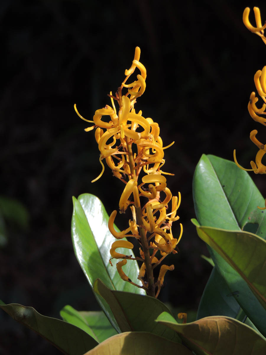 Vochysiaceae Vochysia vismiifolia