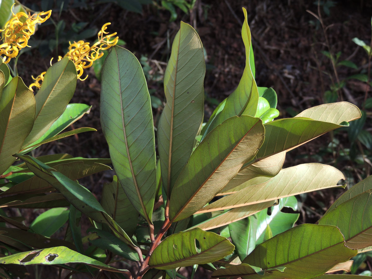 Vochysiaceae Vochysia vismiifolia