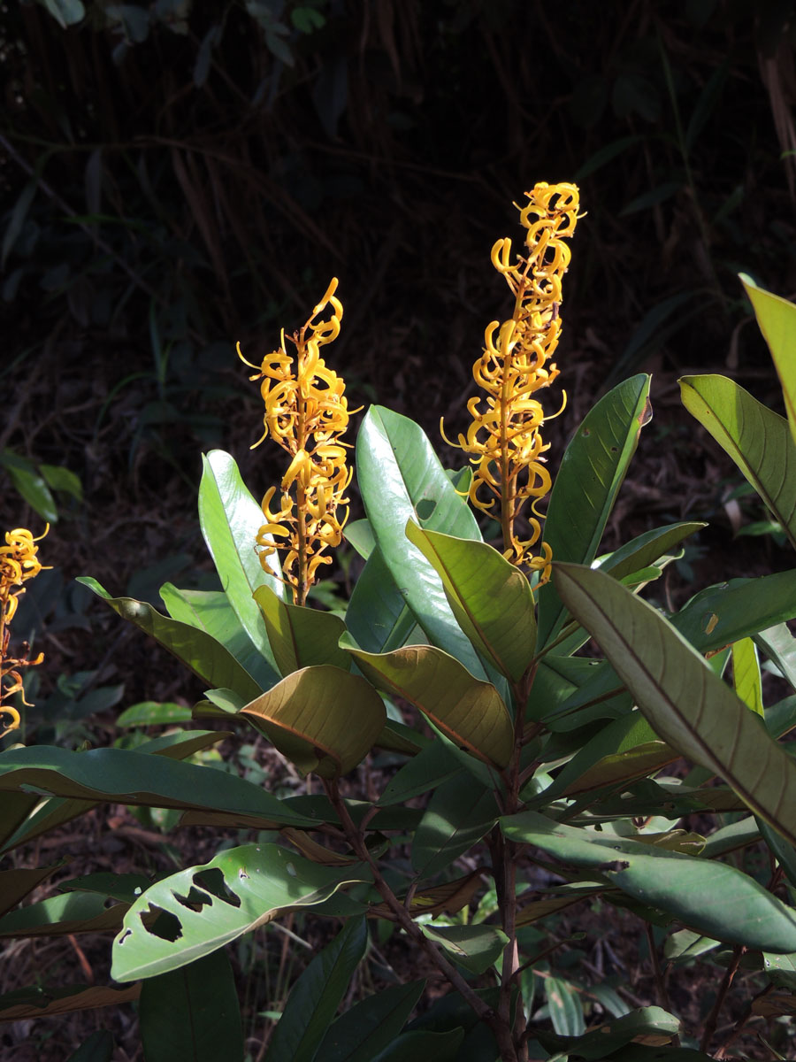 Vochysiaceae Vochysia vismiifolia