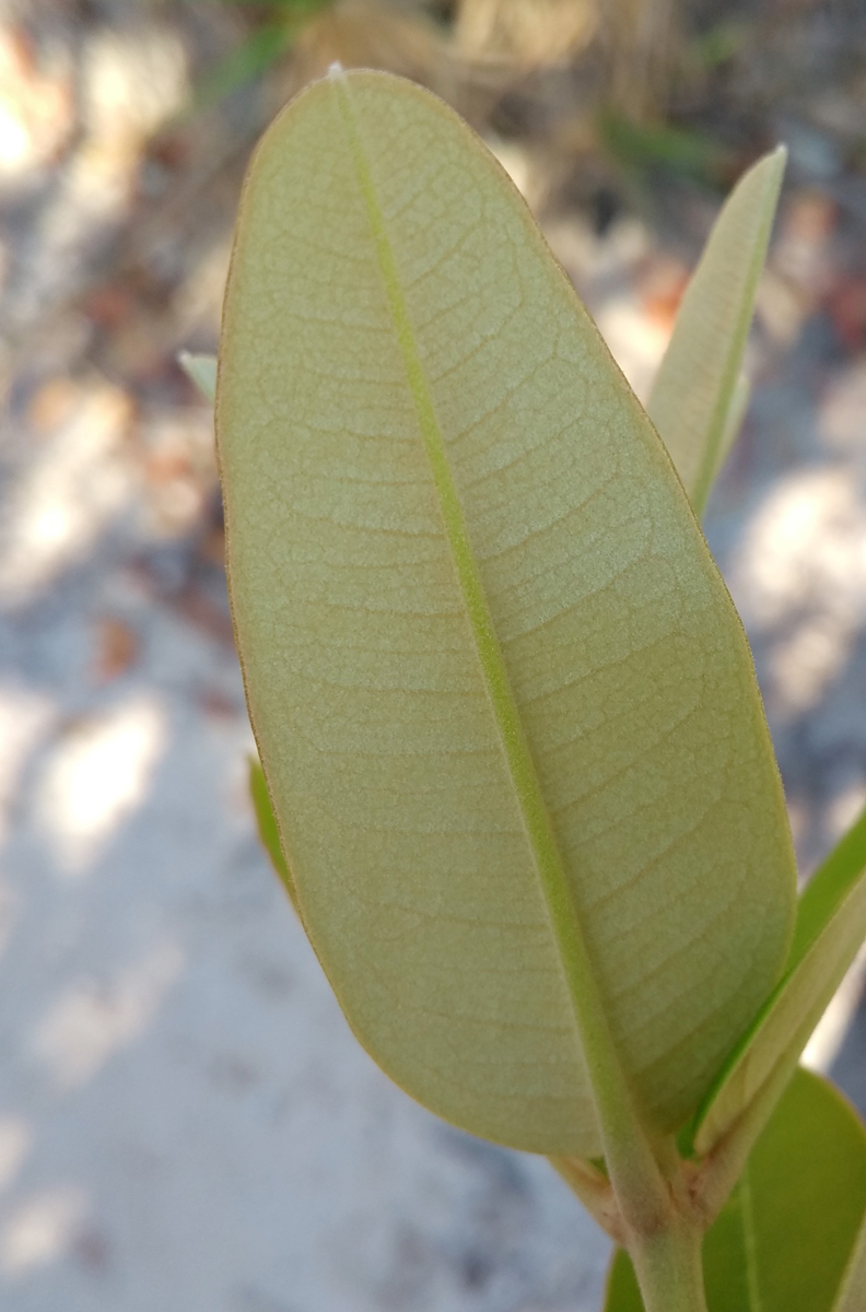 Vochysiaceae Vochysia petraea