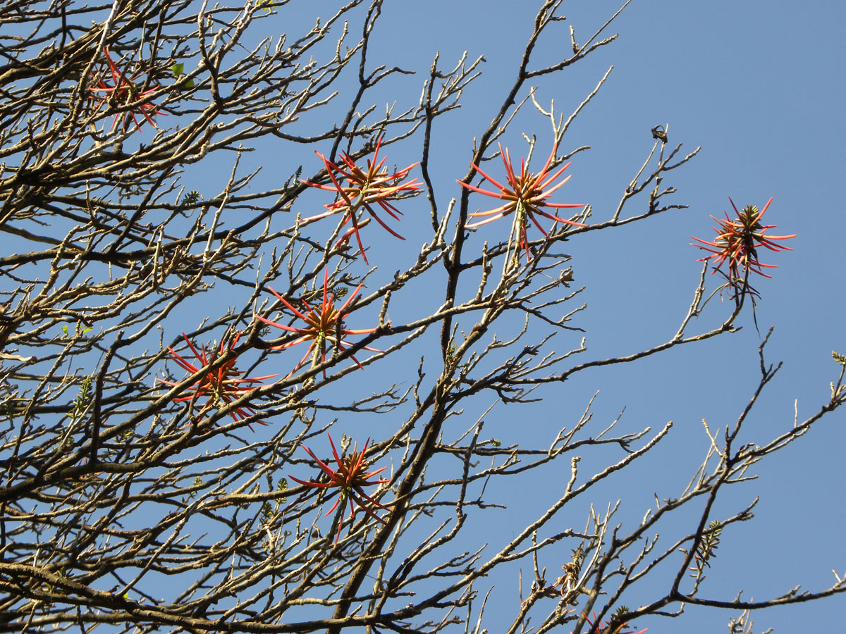 Fabaceae Erythrina berteroana
