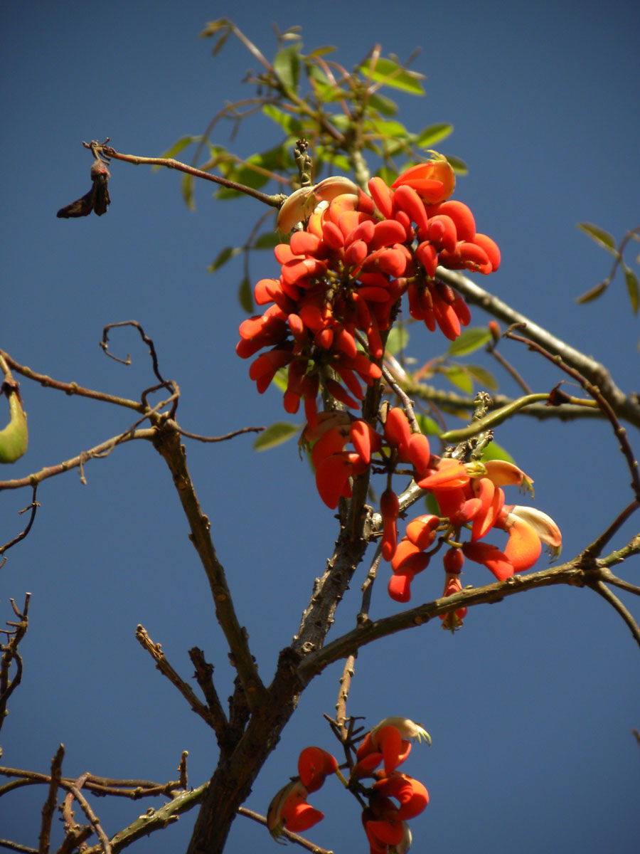 Fabaceae Erythrina falcata