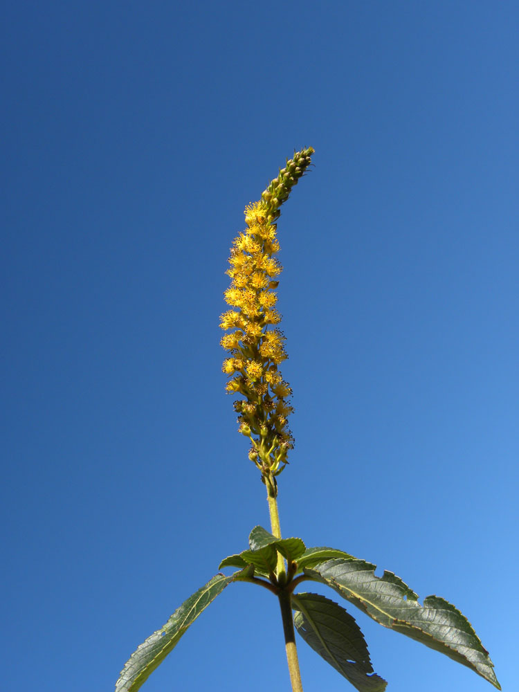 Passifloraceae Abatia americana