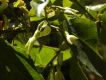 image of Anchietea pyrifolia