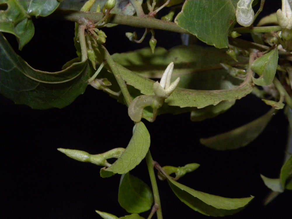 Violaceae Anchietea pyrifolia