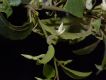 image of Anchietea pyrifolia