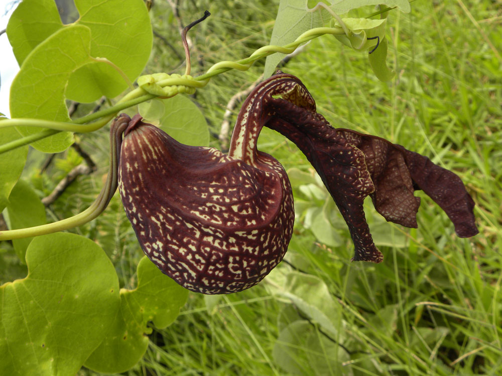 Aristolochiaceae Aristolochia galeata