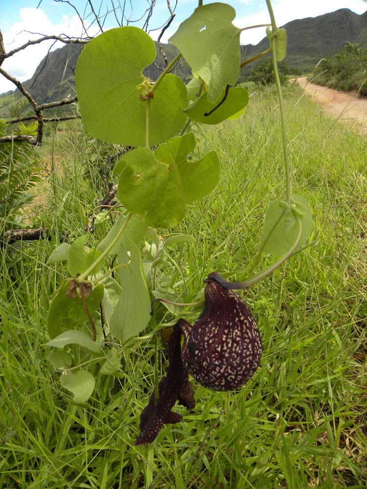 Aristolochiaceae Aristolochia galeata
