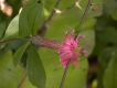 image of Barnadesia caryophylla