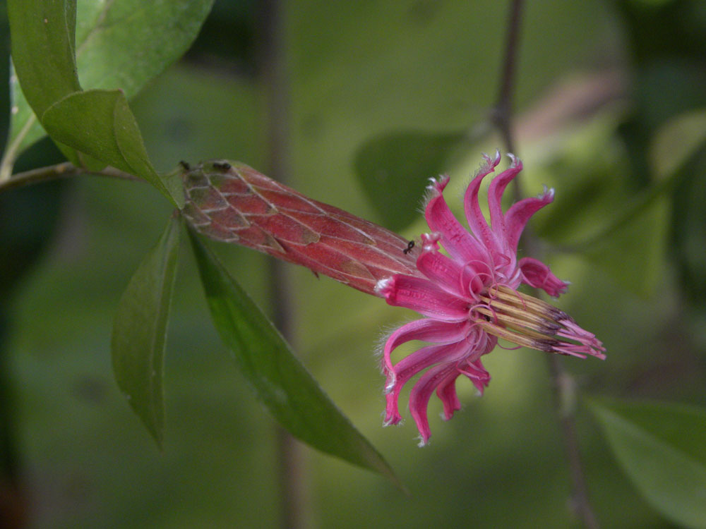 Asteraceae Barnadesia caryophylla