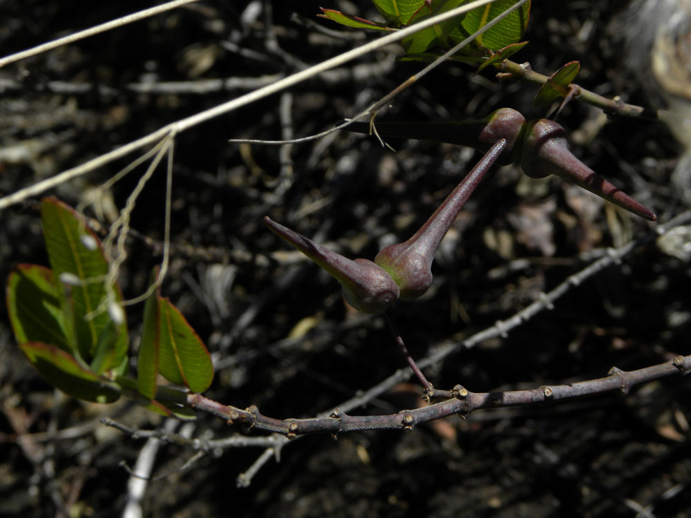 Apocynaceae Ditassa leonii