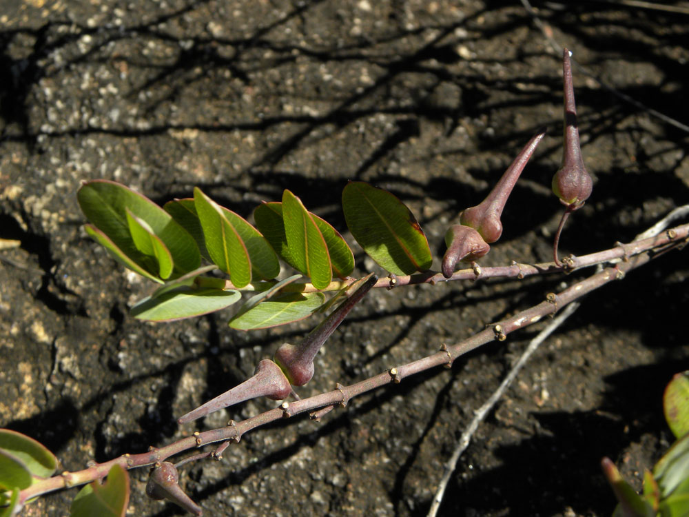Apocynaceae Ditassa leonii