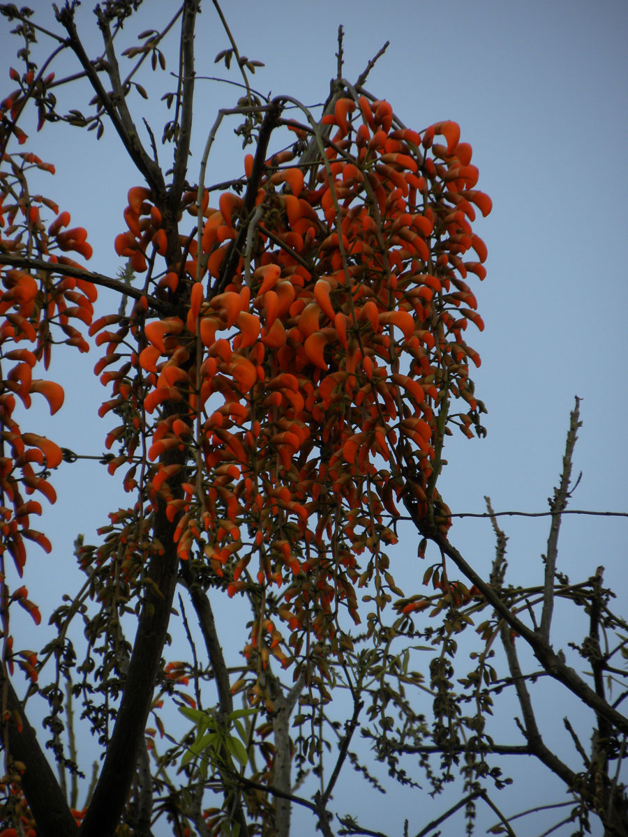 Fabaceae Erythrina falcata