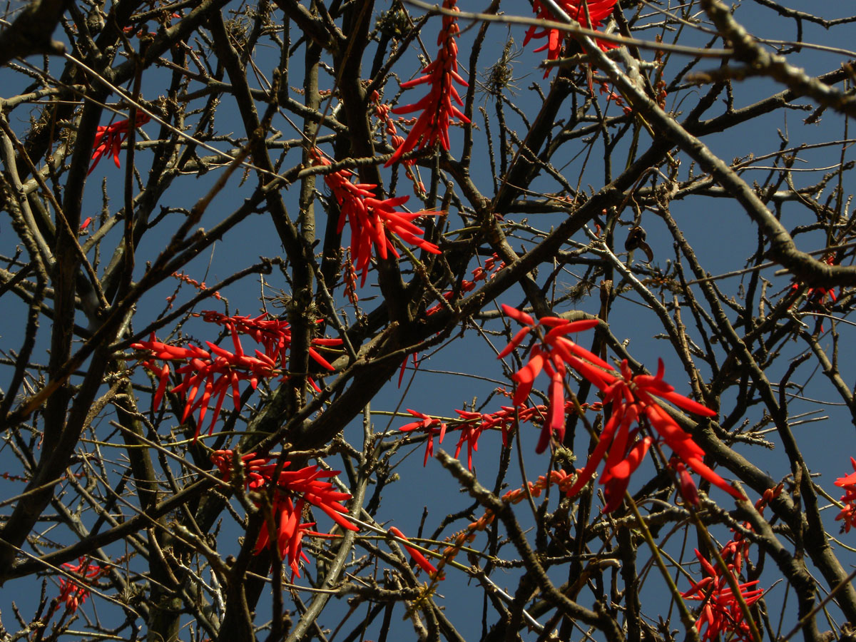 Fabaceae Erythrina humeana