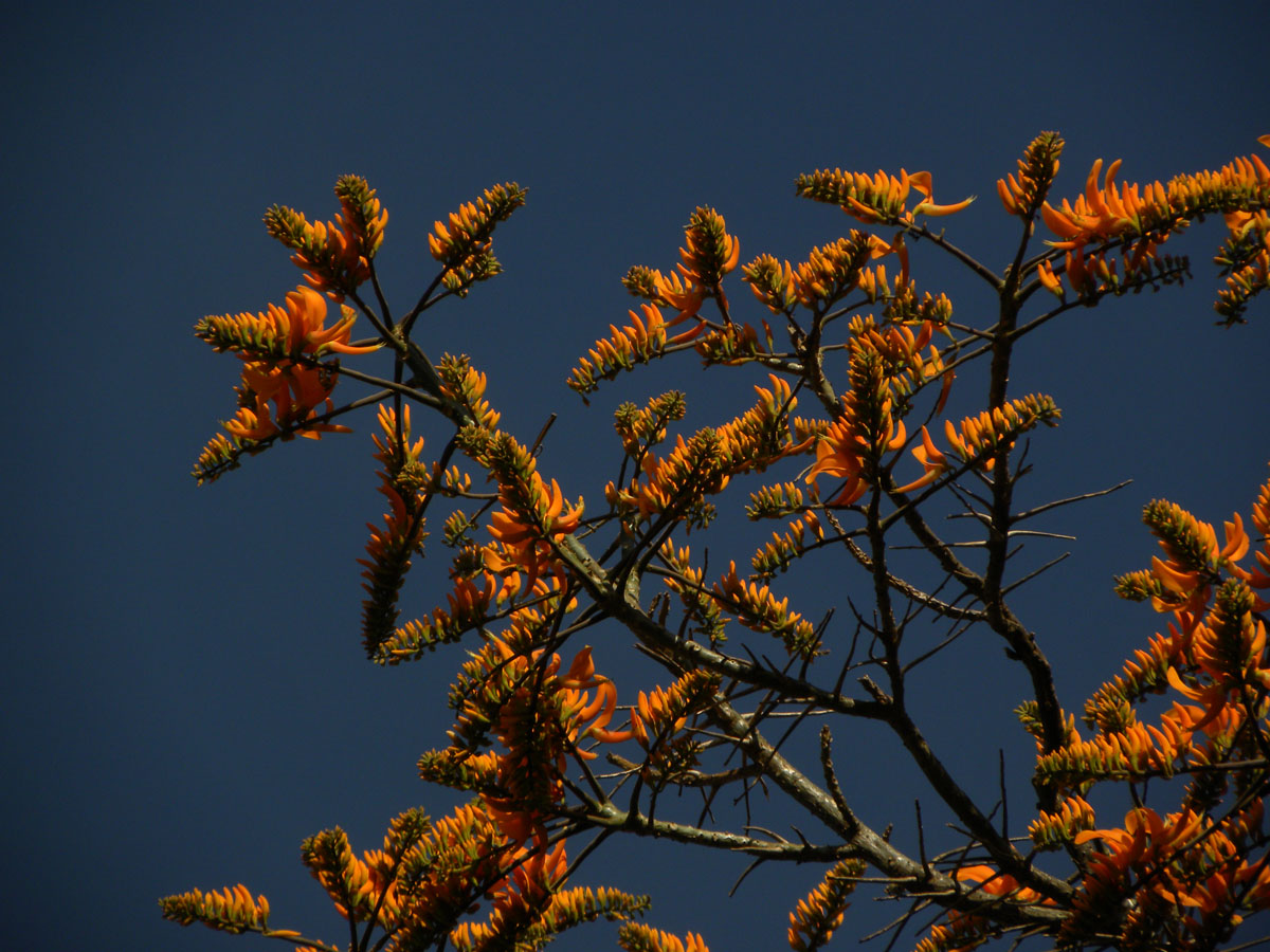 Fabaceae Erythrina poeppigiana
