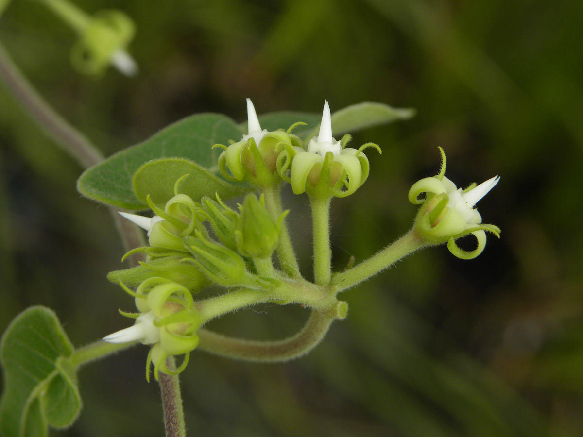 Apocynaceae Oxypetalum habrogynum