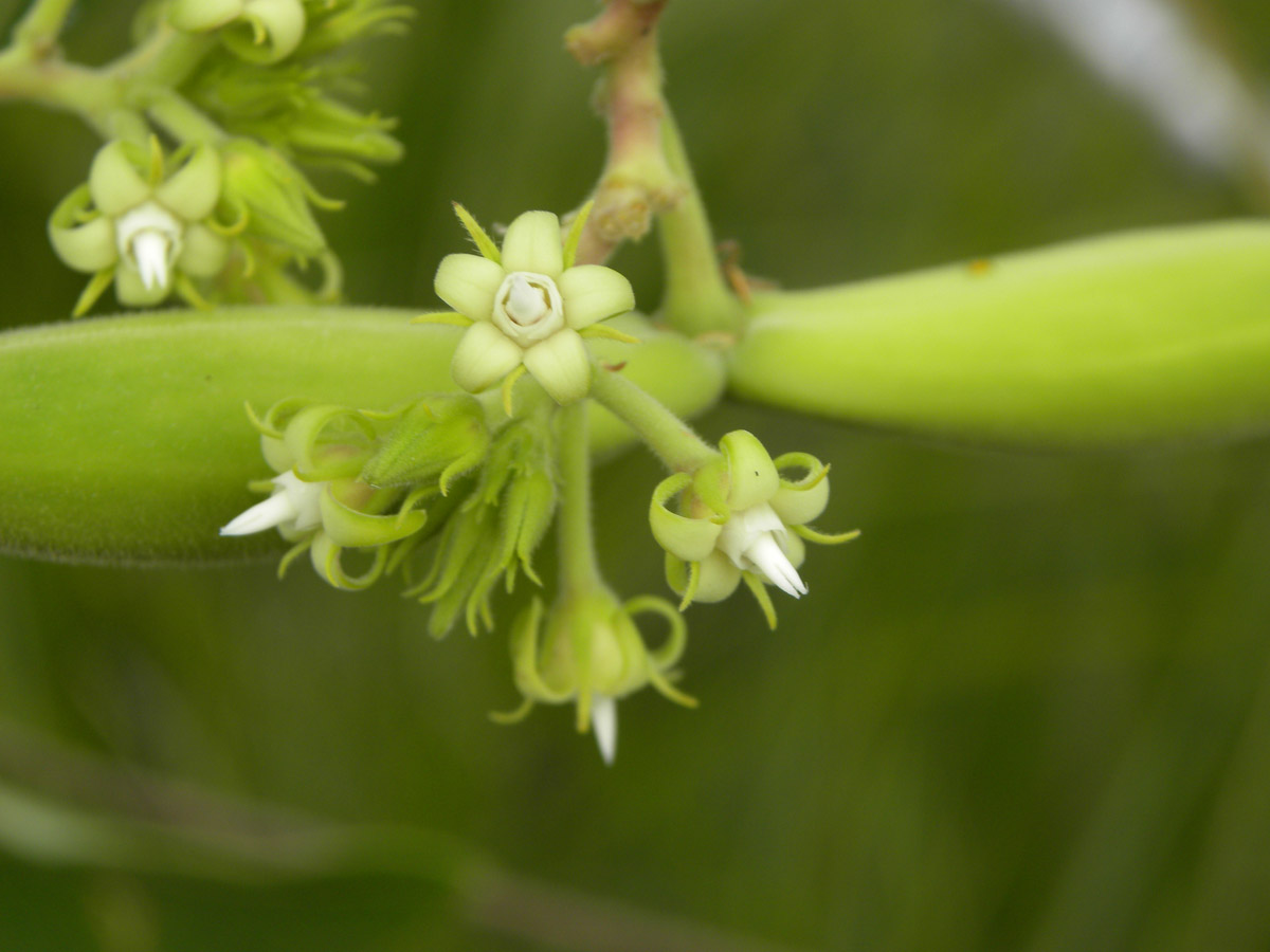 Apocynaceae Oxypetalum habrogynum