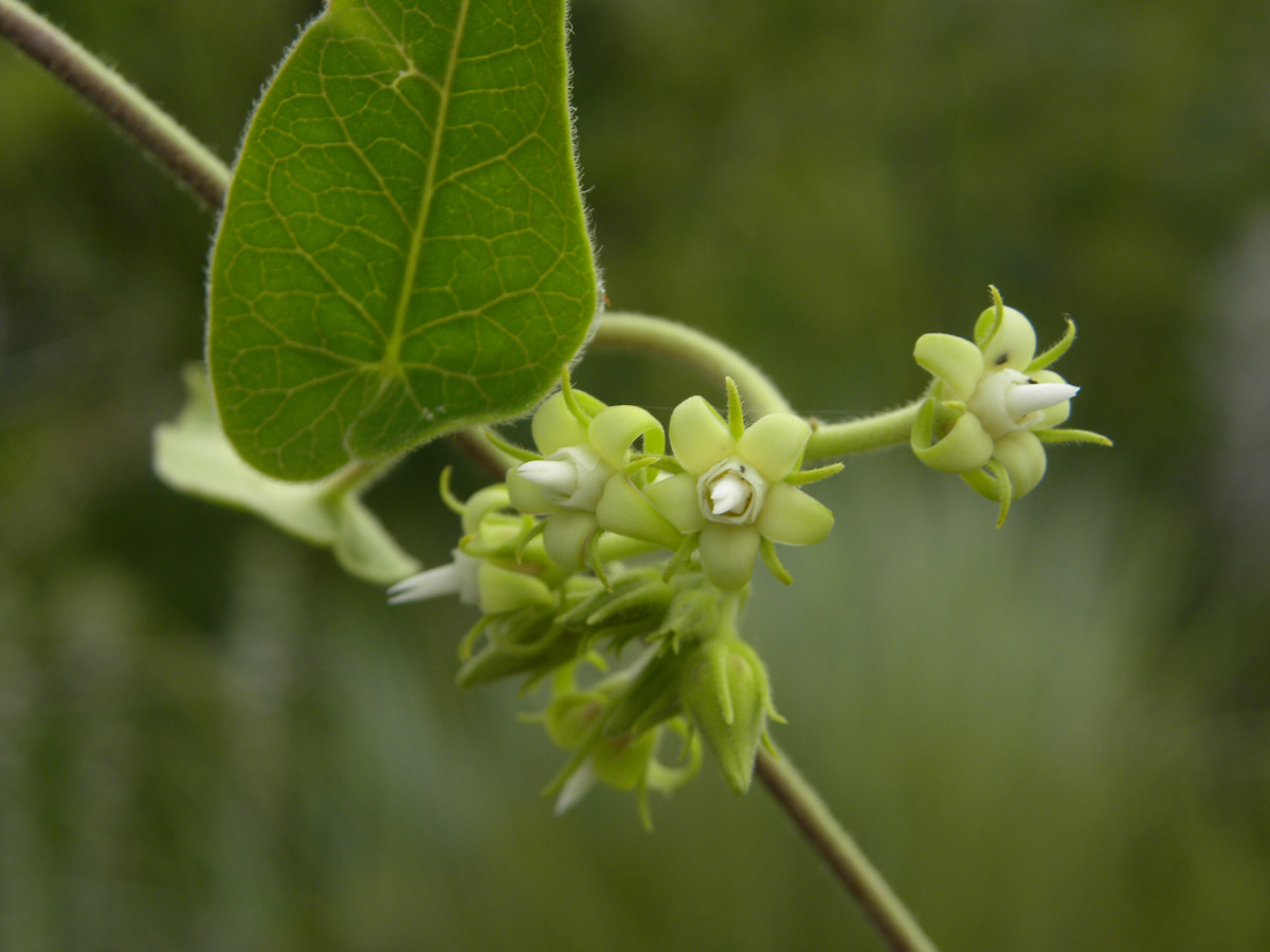 Apocynaceae Oxypetalum habrogynum