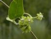 image of Oxypetalum habrogynum