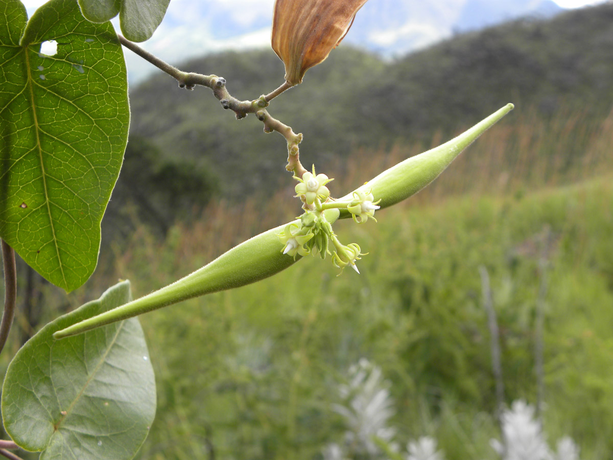Apocynaceae Oxypetalum habrogynum