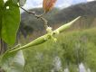 image of Oxypetalum habrogynum