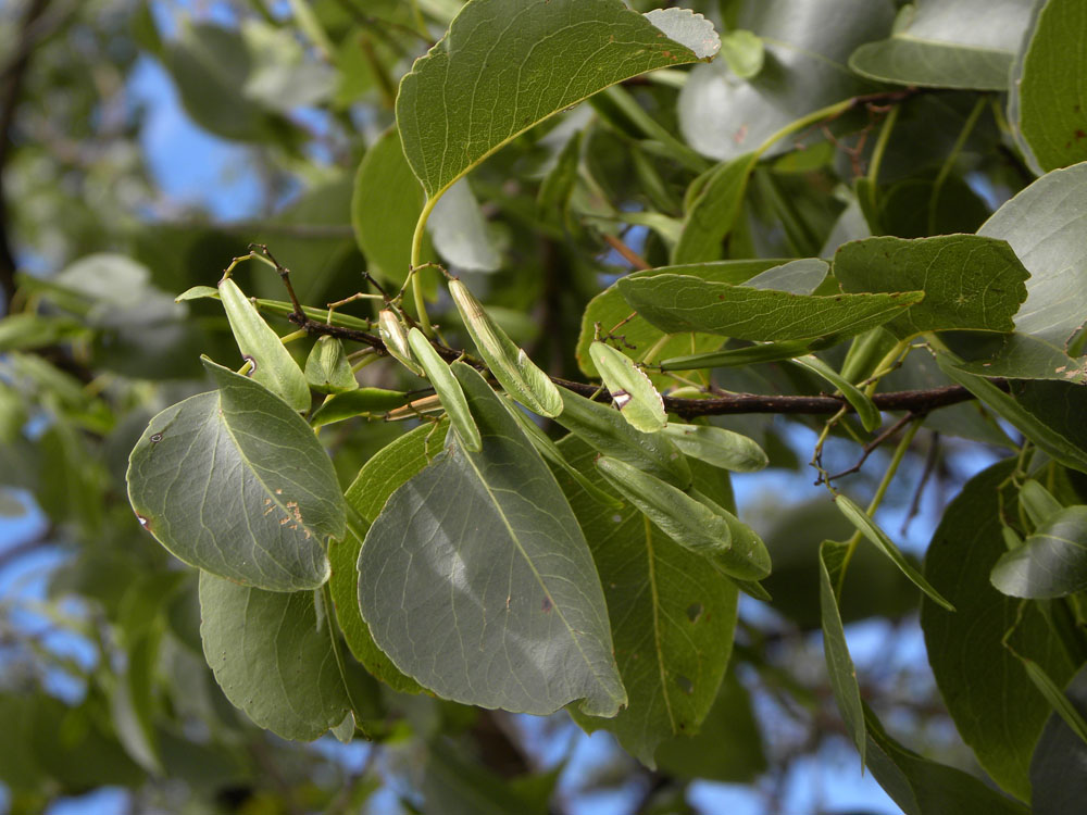 Celastraceae Plenckia populnea