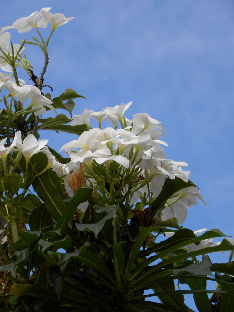 Apocynaceae Plumeria pudica