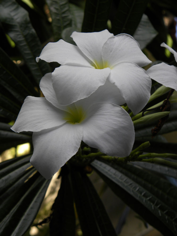 Apocynaceae Plumeria pudica