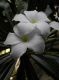image of Plumeria pudica